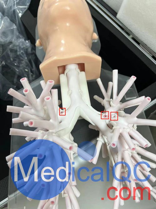 WEK-B05內(nèi)窺鏡支氣管模體，WEK-B05支氣管模型