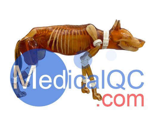 Dog Phantom，牧羊犬模體，兼容 X 射線/CT 和 MRI 成像