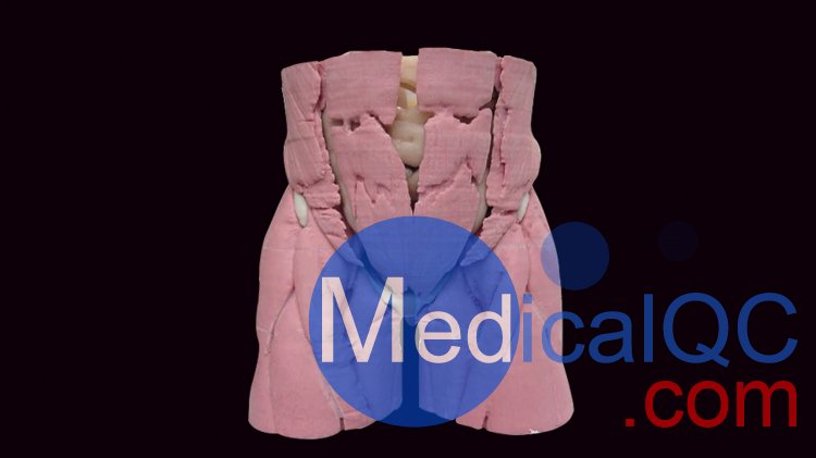 CIRS 801-P男性骨盤模體，CIRS 801-P模體