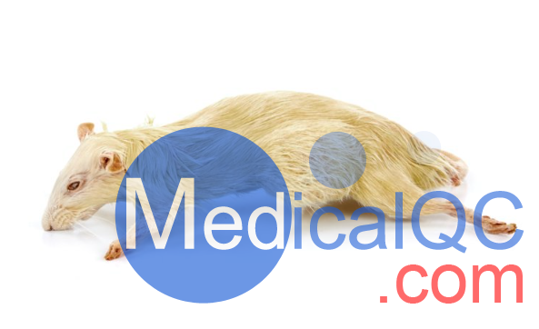 PlastiCreatures小動物塑化標(biāo)本，PlastiCreatures模體