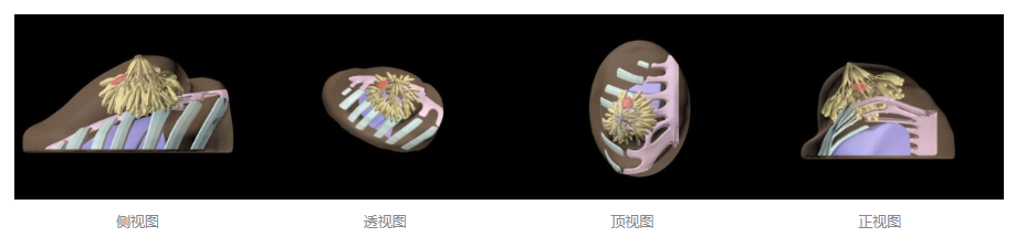 BT-A01乳房模體，BT-A01解剖乳房模體