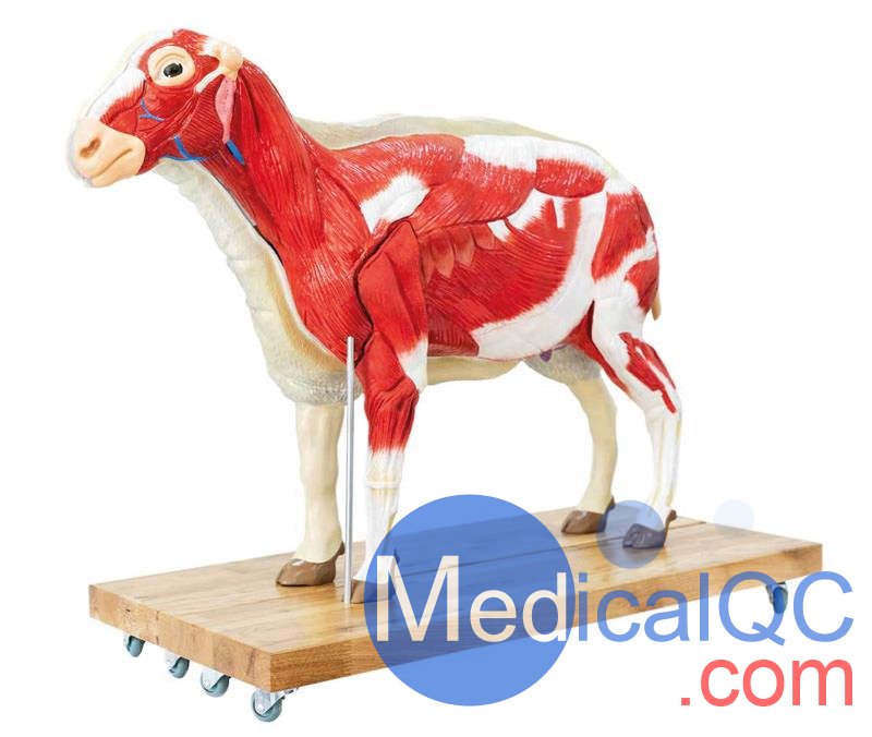 VET3310綿羊模型,VET3310綿羊模體，VET3310獸醫(yī)用模體