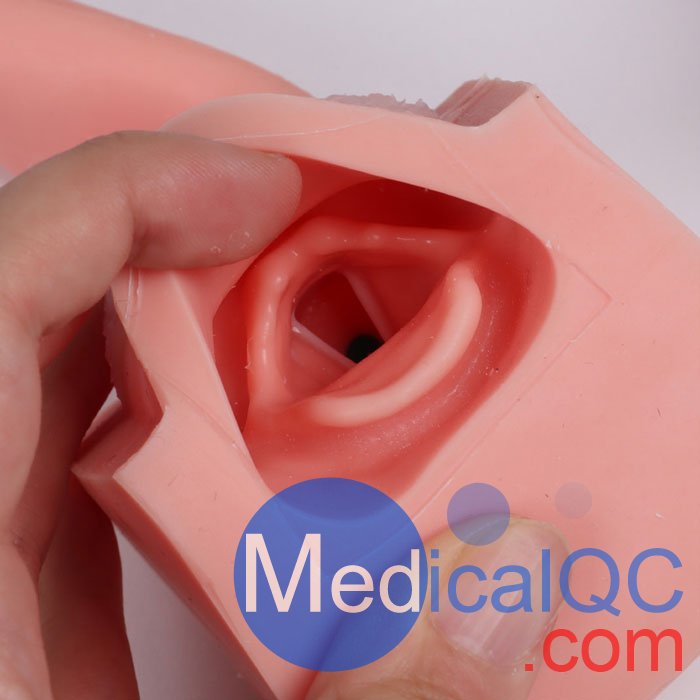 7150胃腸鏡模體，EGD模擬器，7150 EGD模體