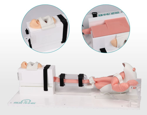 7150胃腸鏡模體，EGD模擬器，7150 EGD模體