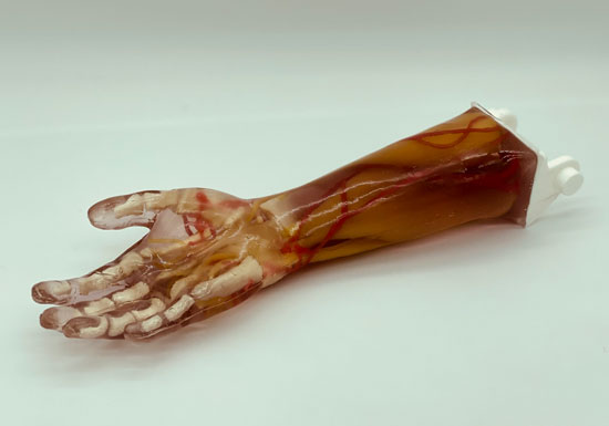 AR-A03成人手臂模型，AR-A03成人手臂模體，可超聲，CT成像手臂模型