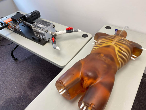 TO-A02成人軀干模體，TO-A02動態(tài)心臟運動軀干模體