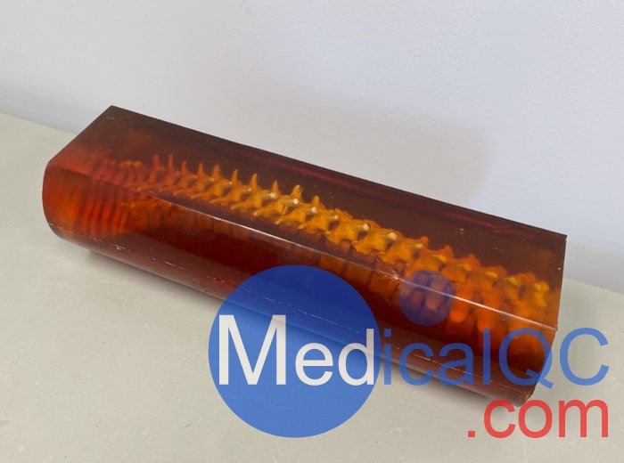 SE-A02成人脊柱模型，SE-A02脊柱模體,SE-A02脊椎模體