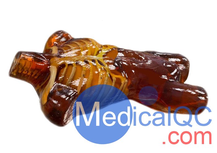 US-A02成人軀干模體，US-A02可用于超聲，CT,X射線成像
